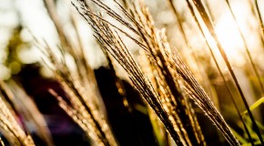 Top 5 from “Golden Hour” NEW Theme is “Thankful”