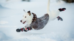 Announcing the NEW Photo Contest RULES + VOTE