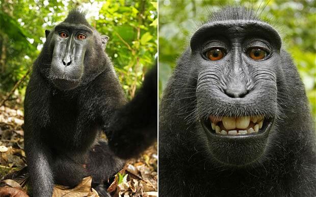 Monkey-Selfie
